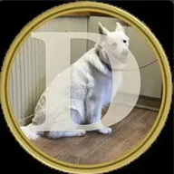 dogecoin2 (DOGE2) token icon
