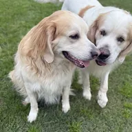 Doggies Play Play Play (PLAY) token icon