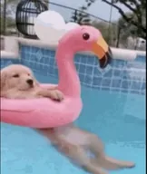 doginpool (DOGINPOOL) token icon