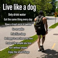 Dog Maxxing (DOGMAXXING) token icon