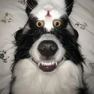dog wif cat (DOGWIFCAT) token icon