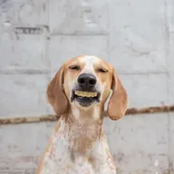 Duke Doggis (DUKE) token icon
