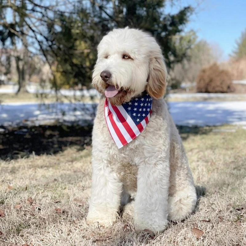 Barron's Dog (DUKE) token icon