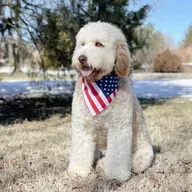 Barron's Dog (DUKE) token icon
