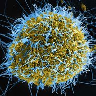 EbolaVirus (EBOLA) token icon