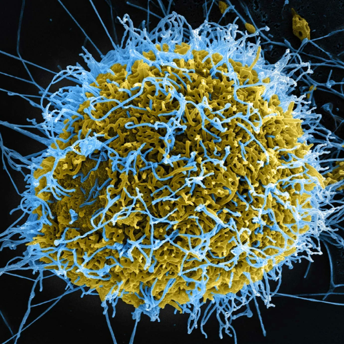 EbolaVirus (EBOLA) token icon