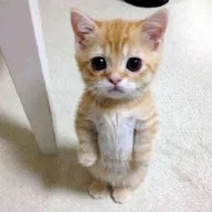 El Gato (GATO) token icon