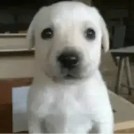 El Perro (PERRO) token icon