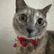 Just Elizabeth Cat (ELIZABETH) token icon