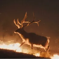 The Indomitable Elk (ELK) token icon