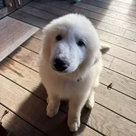 Muse Dog (EULER) token icon