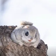 Ezo Momonga (MOMONGA) token icon