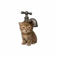 faucat (FAUCAT) token icon