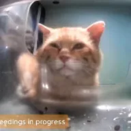Feed The Cats (FEED) token icon