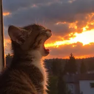Fire Breathing Kitten (FIREKITTEN) token icon