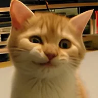 First Crypto Cat (SIRIUS) token icon