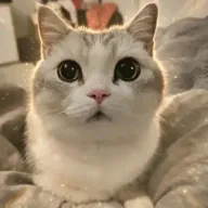 Fomo The Cat (FOMO) token icon