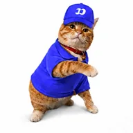fomocat (FOMOCAT) token icon