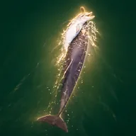 The Grieving Dolphin (FRAGGLE) token icon