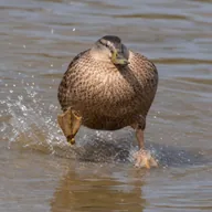 fredward the duck (FREDWARD) token icon