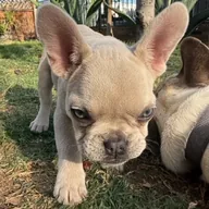 Robinhood Abused Dog (FRENCHIE) token icon
