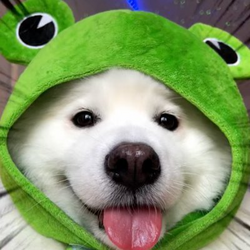 Shiro the FrogDog (FROGDOG) token icon