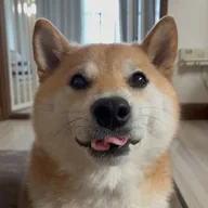 Futa the Shiba Inu (FUTA) token icon