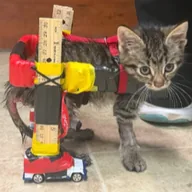 cat on wheels (GELATO) token icon