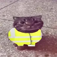 chat avec un gilet (GILET) token icon