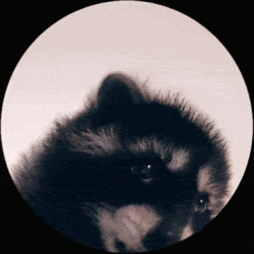 Pedro Raccoon (GINGER) token icon