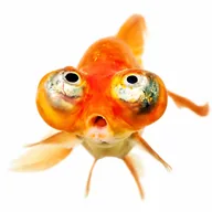 GOLDFIH (GOLDFIH) token icon
