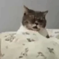 Goon Cat (GOONCAT) token icon