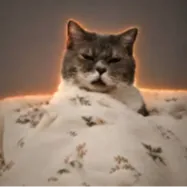 gooncat (GOONCAT) token icon