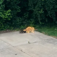 The Golden Raccoon (GRAC) token icon