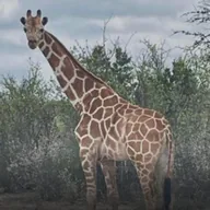 Gracie the Giraffe (GRACIE) token icon