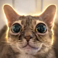 Gumbus The Cat (GUMBUS) token icon
