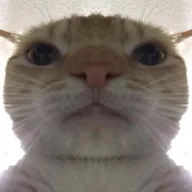 Staring Cat (GUSIC) token icon