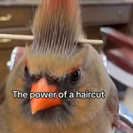 The power of a haircut (HAIRCUT) token icon