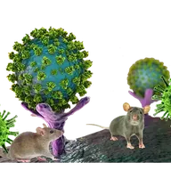Hantavirus (HANTA) token icon