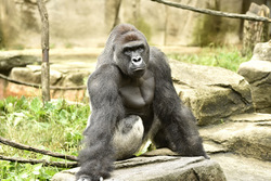 Harambe (HARAMBE) token icon