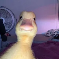 Harold The Duck (HAROLD) token icon