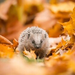 Hedgy the hedgehog (HEDGY) token icon