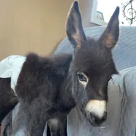 Justice for HeeHaw (HEEHAW) icon