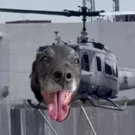 Helicopter Dog (HELIDOG) token icon