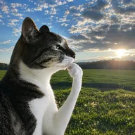 Thinking Cat (HMM) token icon