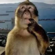 Thinking Monkey (HMMONKEY) token icon
