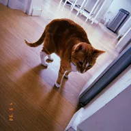 Hobbes (HOBBES) token icon
