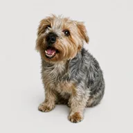 Hobbes (HOBBES) token icon