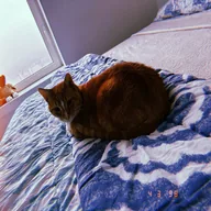 Ansem's cat (HOBBES) token icon