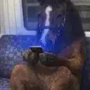 horseonfomo (HOMO) token icon